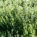 French Thyme