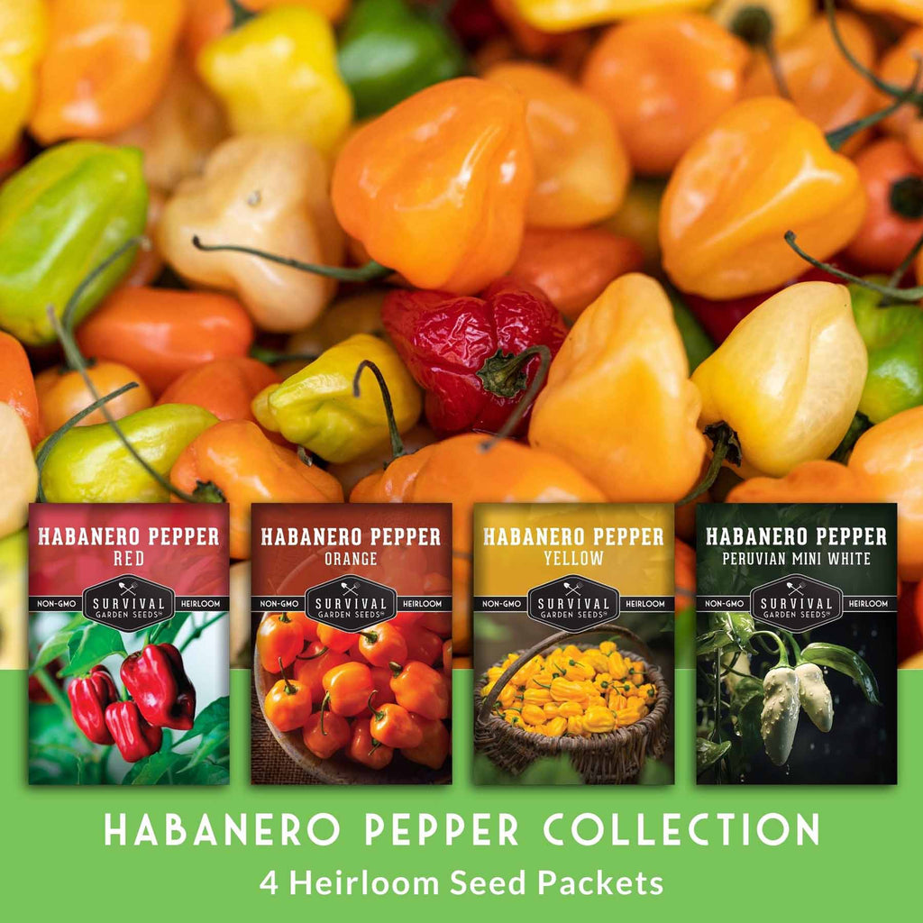 Habanero Pepper Seed Collection – Red, White, Yellow & Orange Varieties for High-Heat, High-Yield Gardens