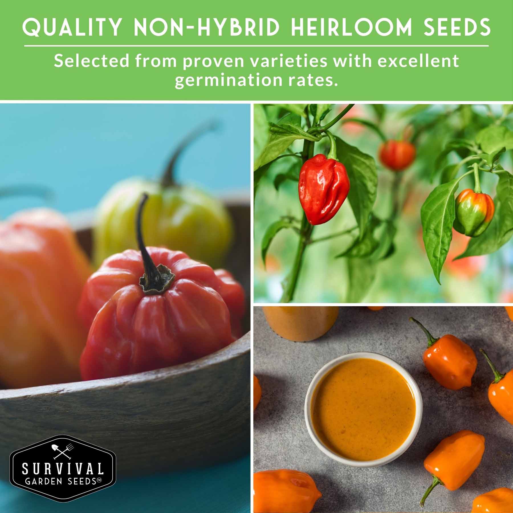 Habanero Pepper Seed Collection – Red, White, Yellow & Orange Varieties for High-Heat, High-Yield Gardens