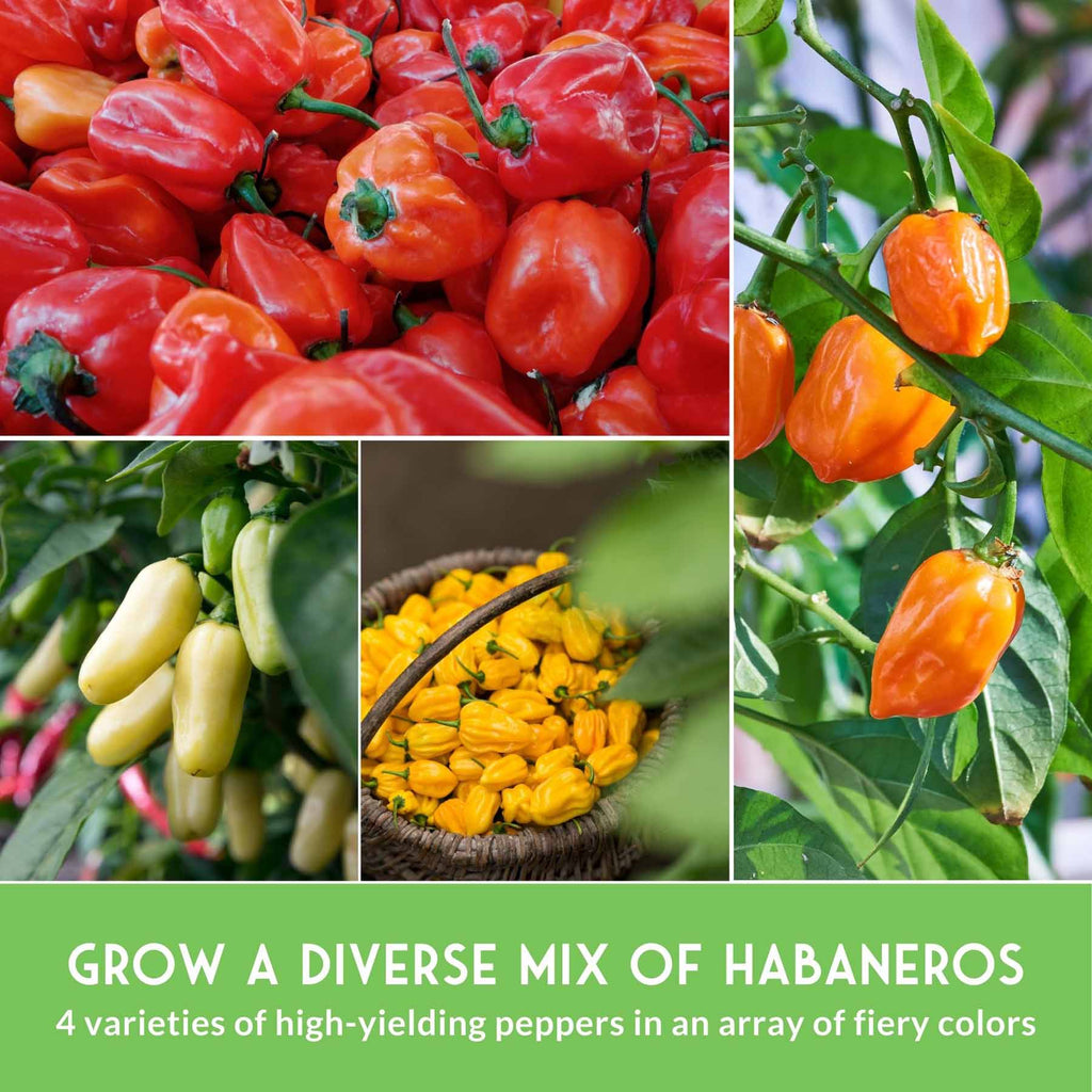 Habanero Pepper Seed Collection – Red, White, Yellow & Orange Varieties for High-Heat, High-Yield Gardens
