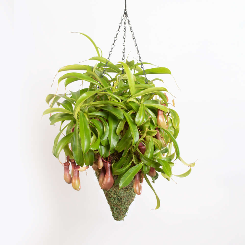 Green Preserved Moss Hanging Cone Basket Triangle Planter