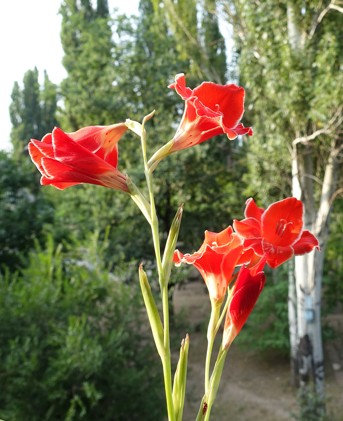 Atom Hardy Gladiolus - 5 bulbs
