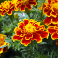 Bonanza Bee Marigold Seeds