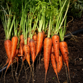 Danvers Carrot Seeds