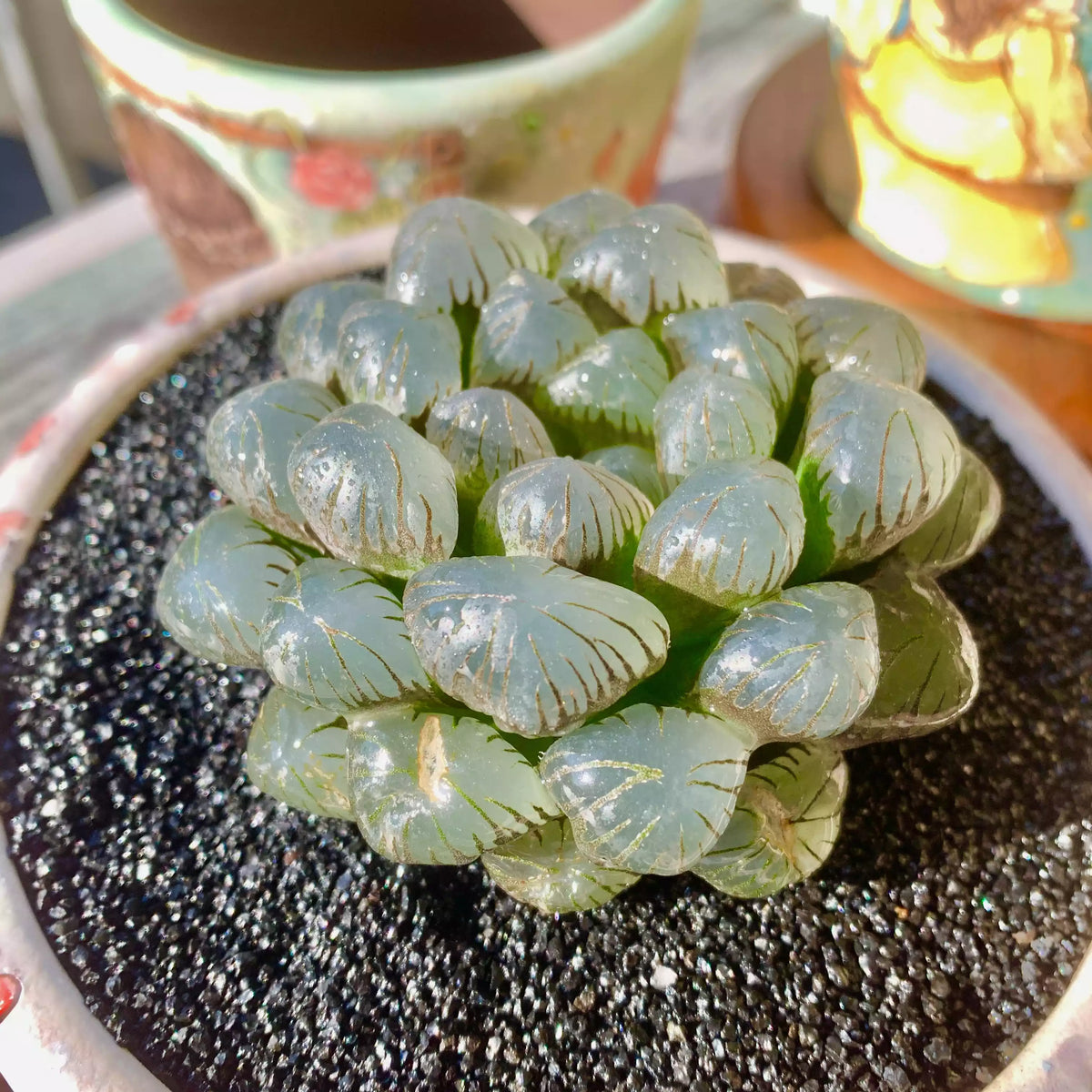 Haworthia Cooperi Ice Lantern