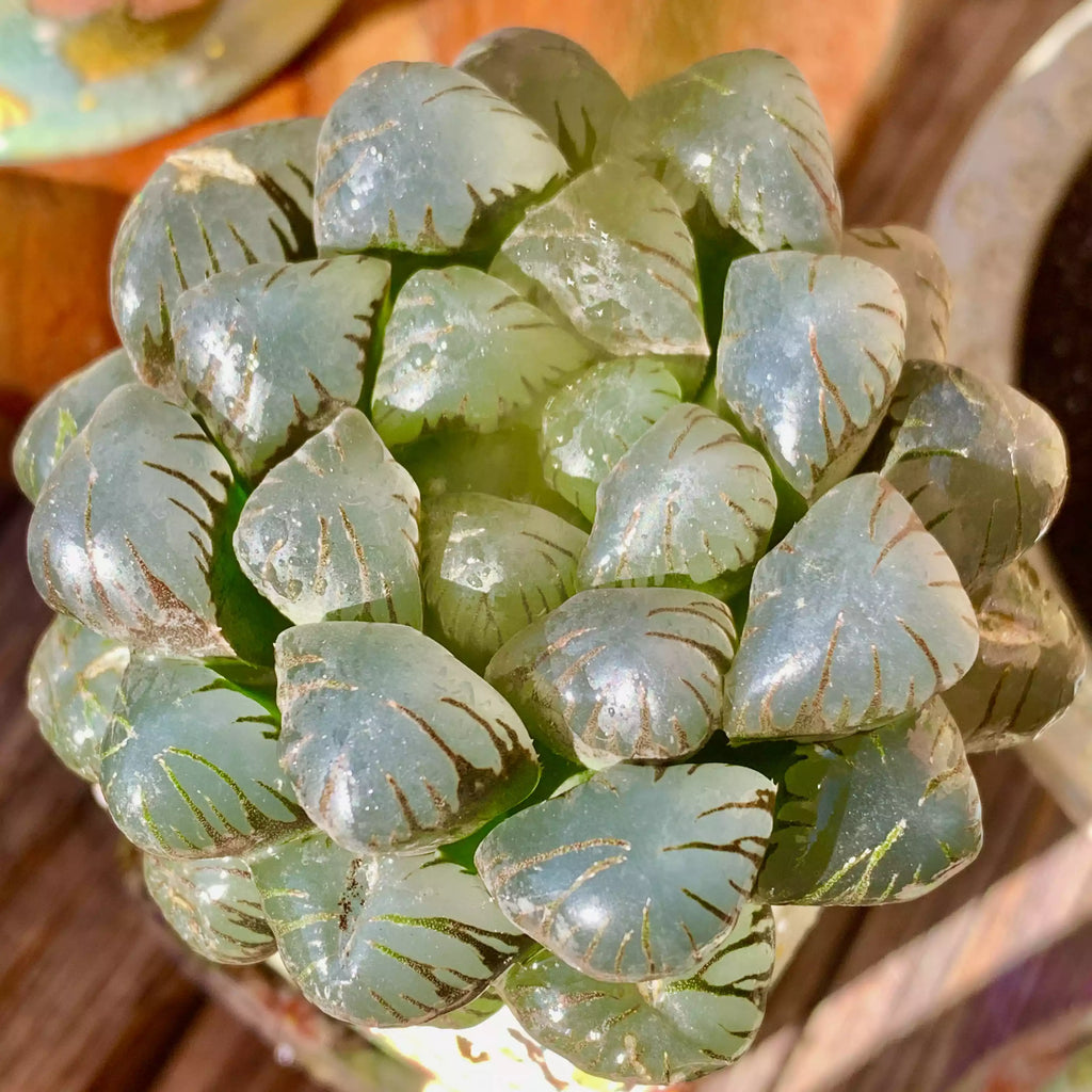 Haworthia Cooperi Ice Lantern