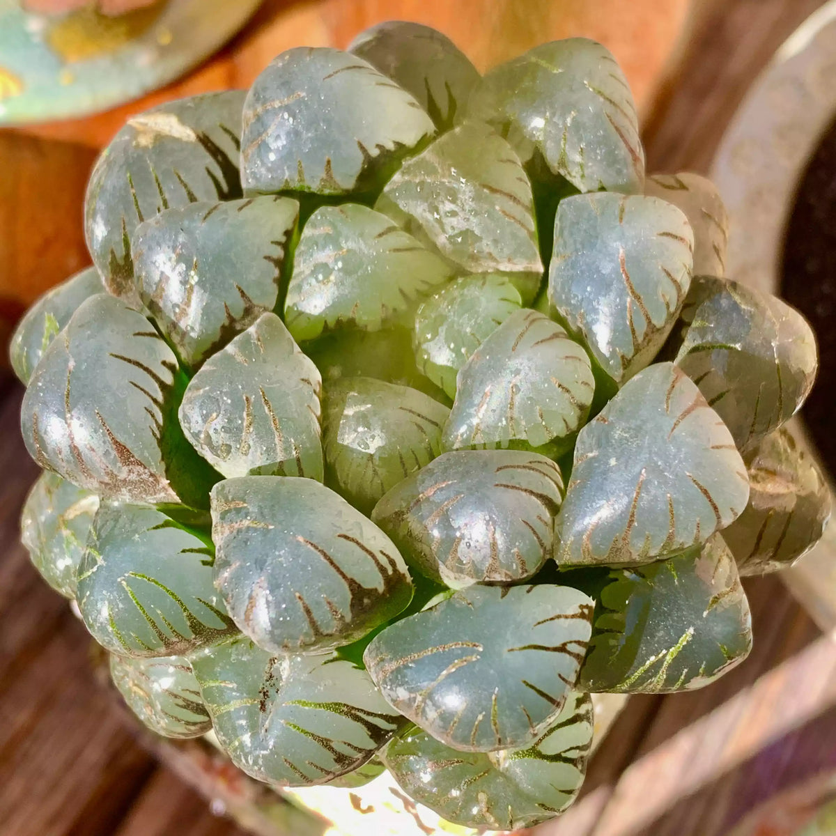 Haworthia Cooperi Ice Lantern