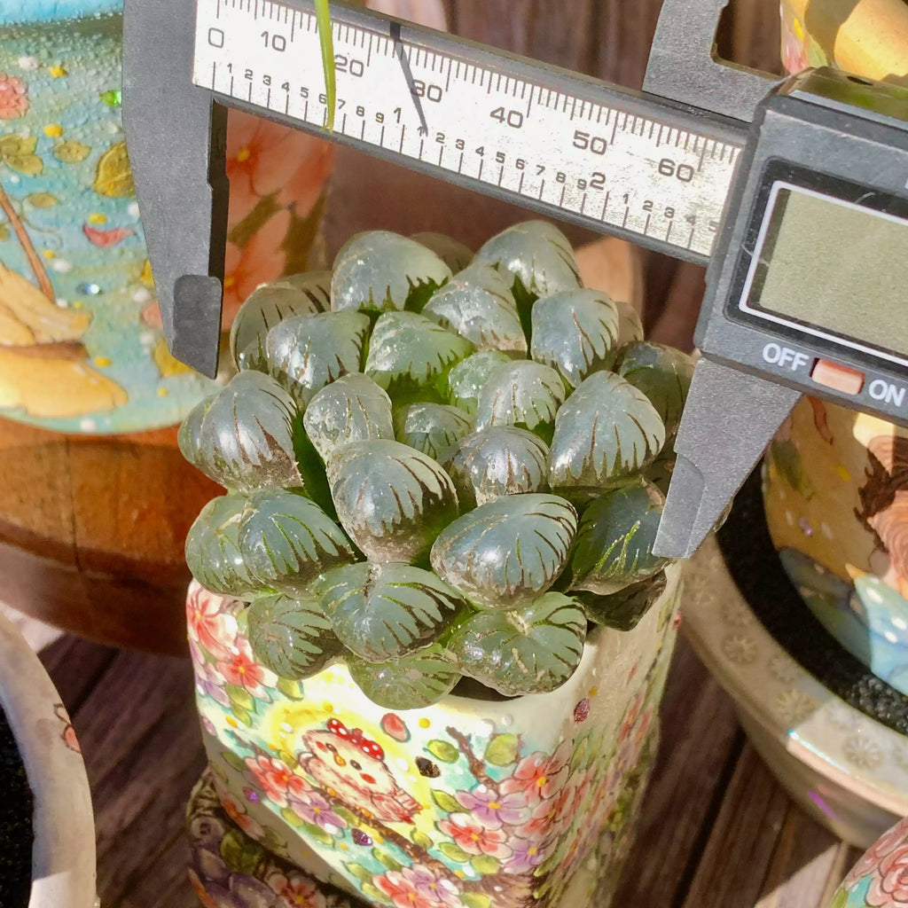 Haworthia Cooperi Ice Lantern