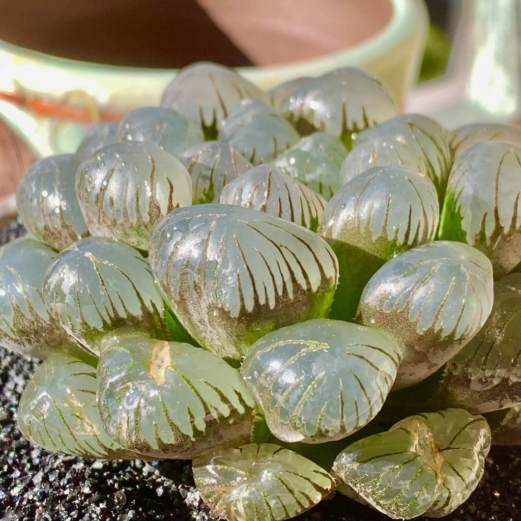 Haworthia Cooperi Ice Lantern