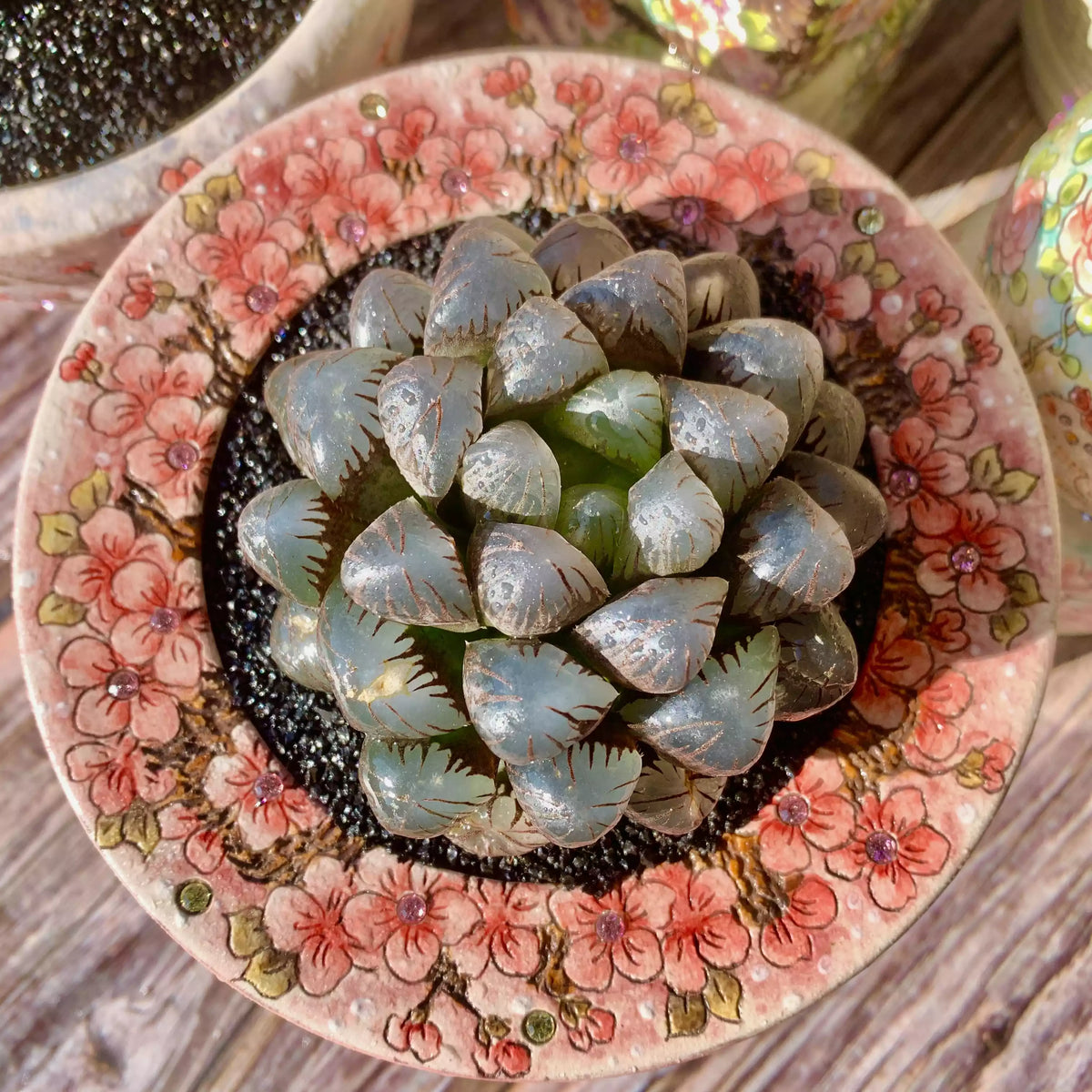 Haworthia Cooperi Ice Lantern