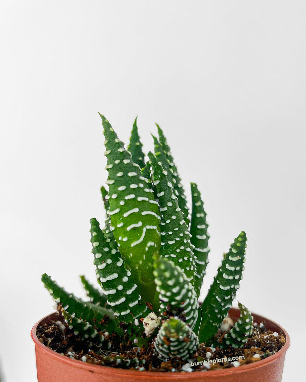 Haworthia Zebra Succulent