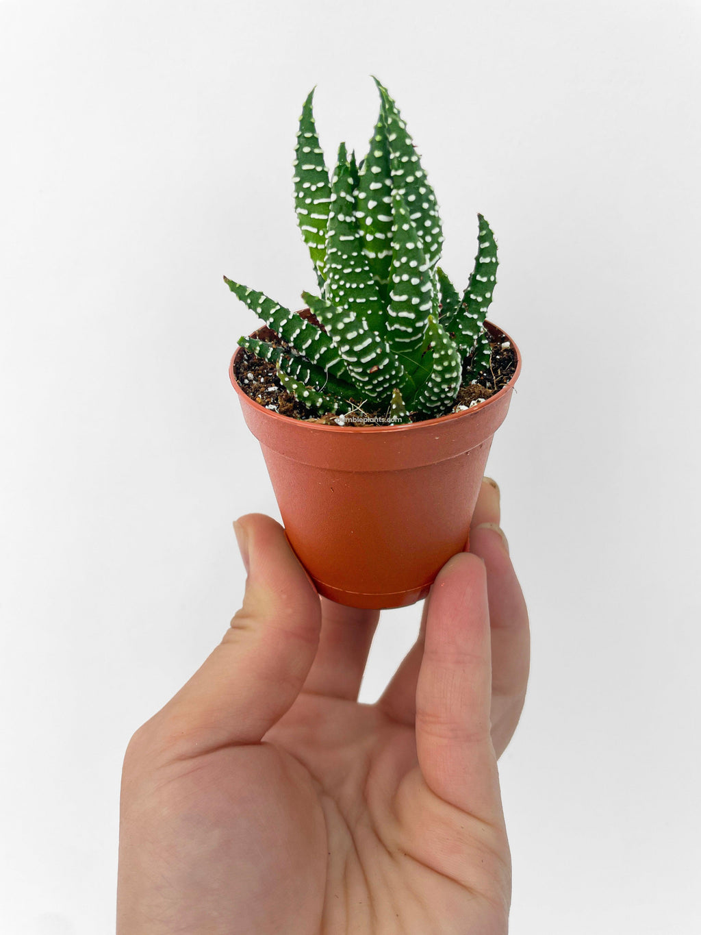 Haworthia Zebra Succulent
