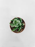 Haworthia Zebra Succulent