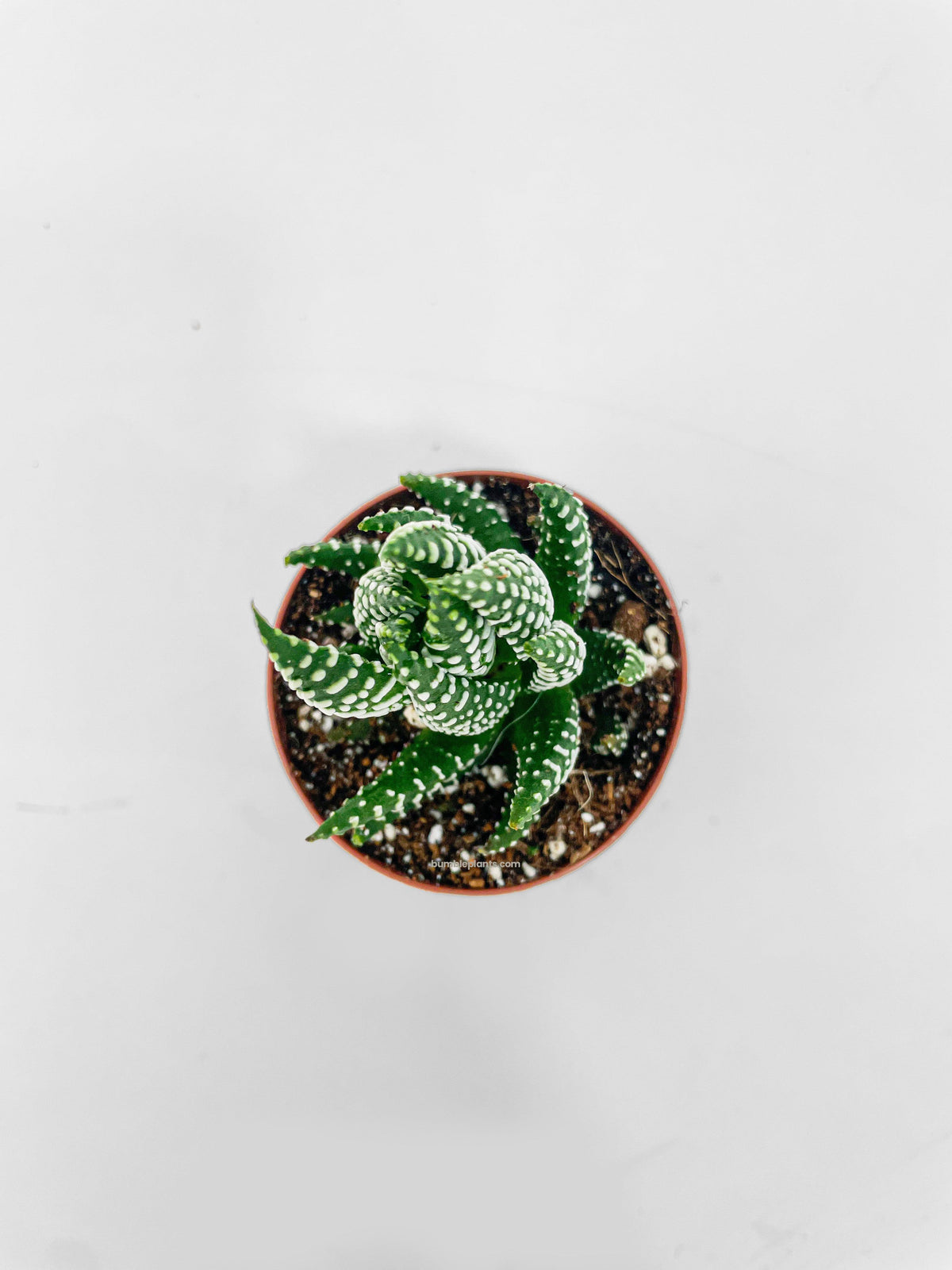 Haworthia Zebra Succulent
