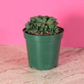 Haworthia 'Moonstone' Rare Succulent