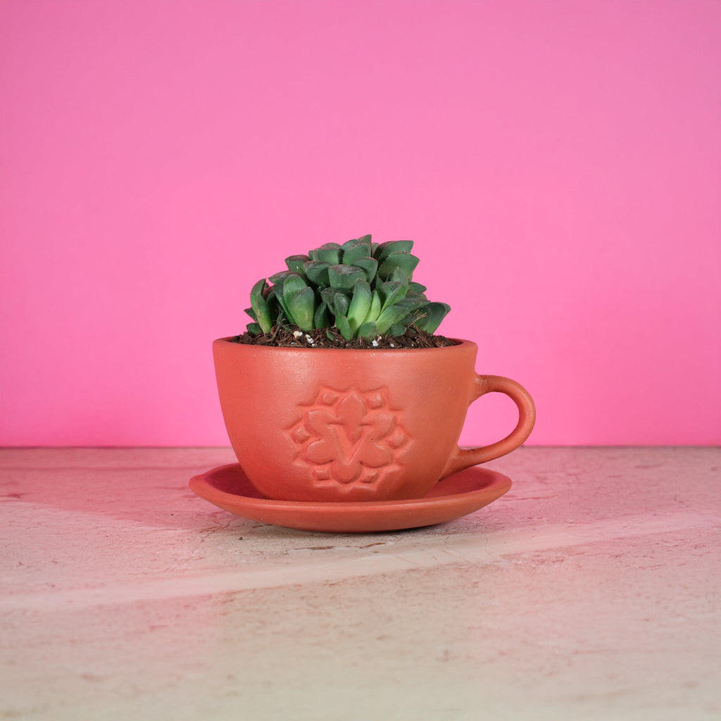 Haworthia 'Moonstone' Rare Succulent