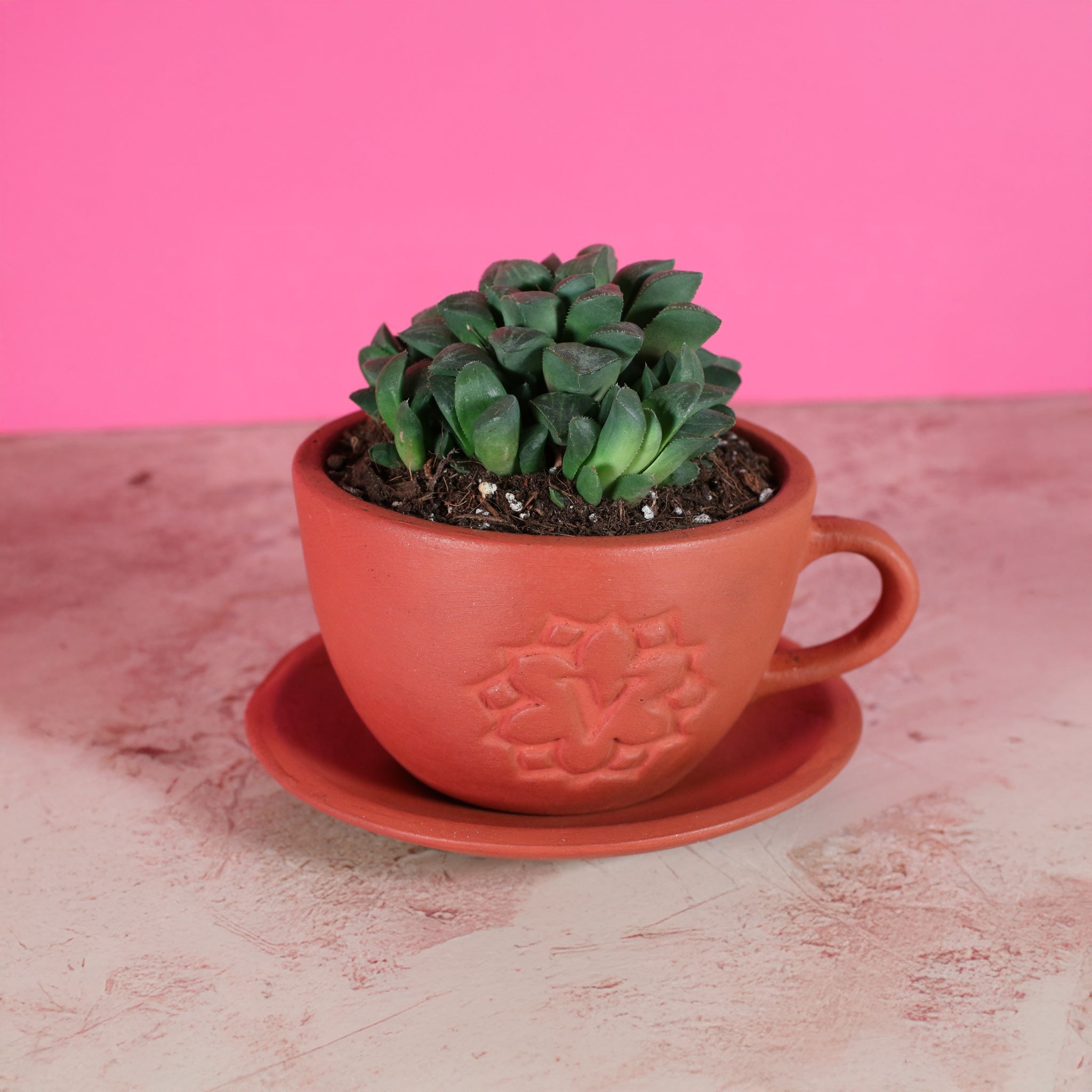 Haworthia 'Moonstone' Rare Succulent