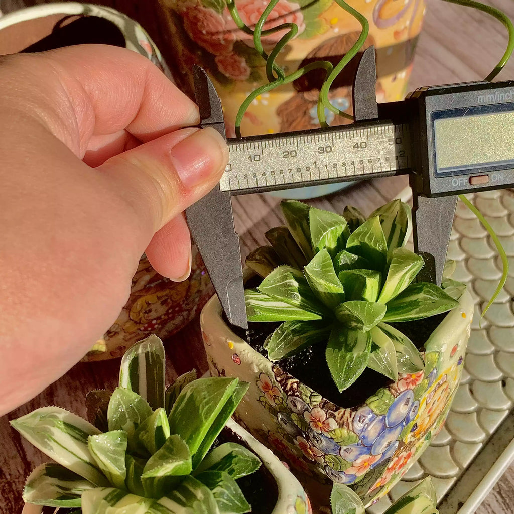 Haworthia heidelbergensis