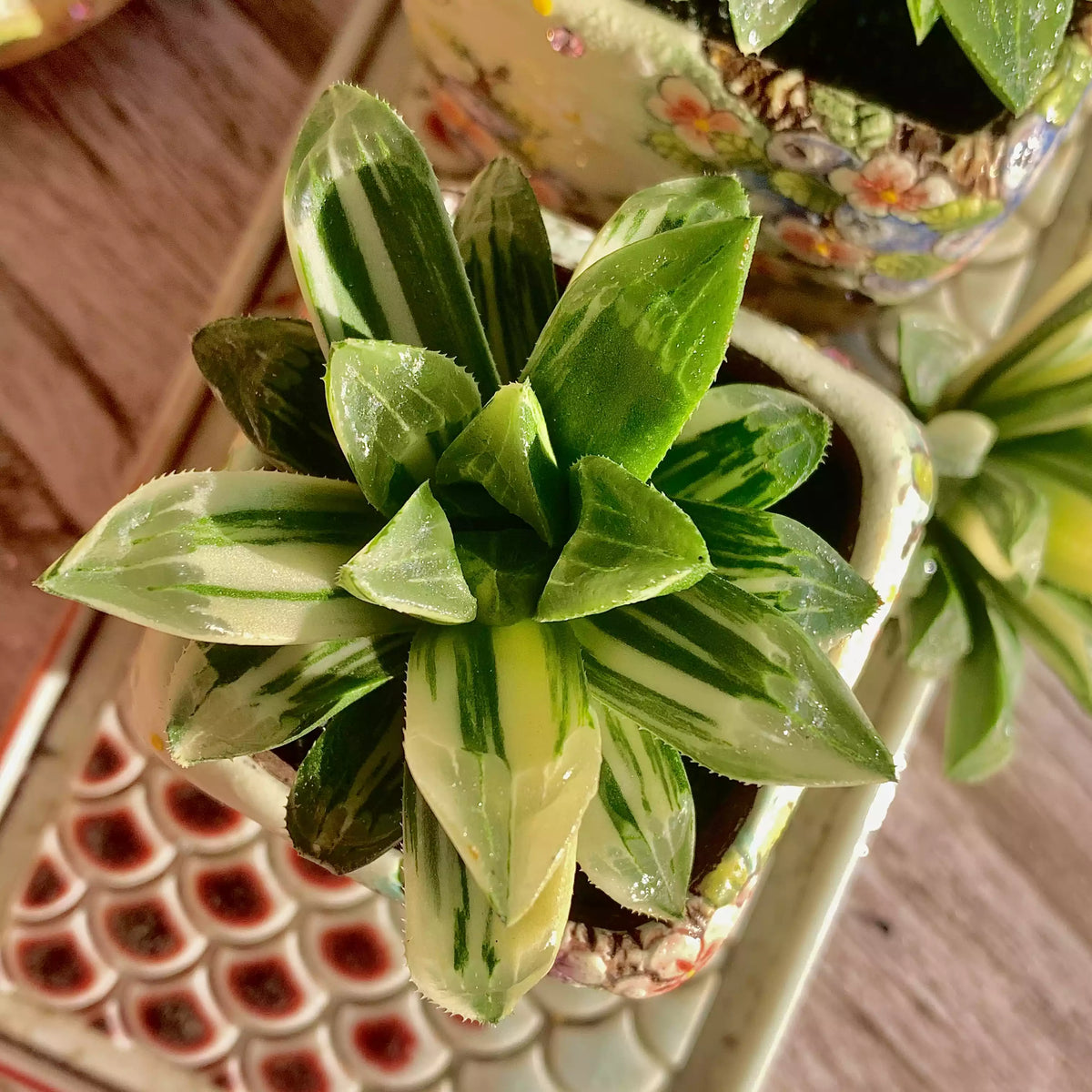 Haworthia heidelbergensis