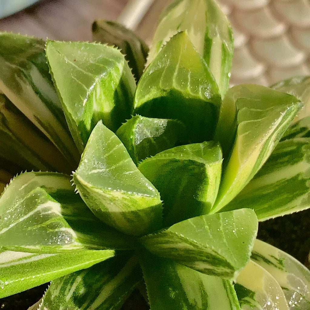 Haworthia heidelbergensis
