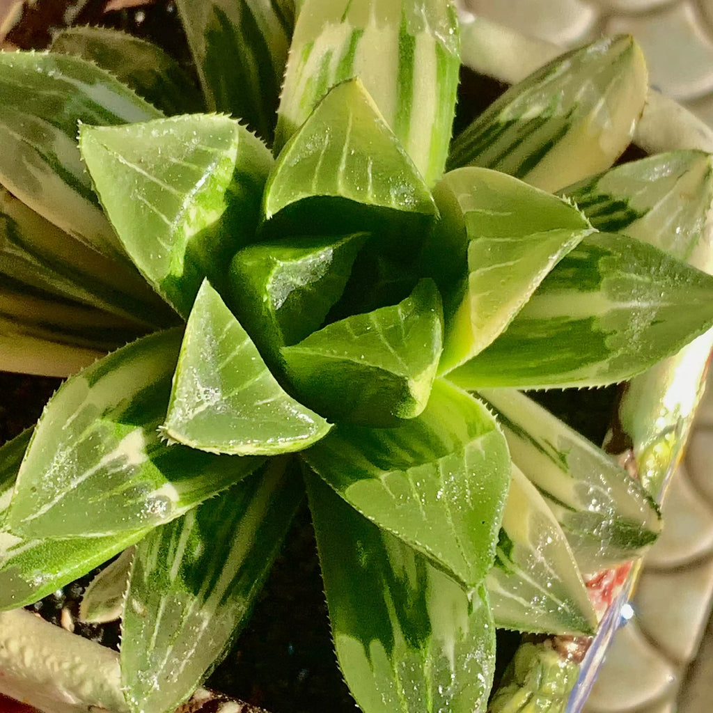 Haworthia heidelbergensis