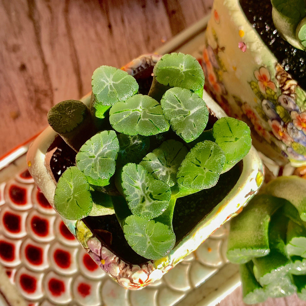 Haworthia maughanii