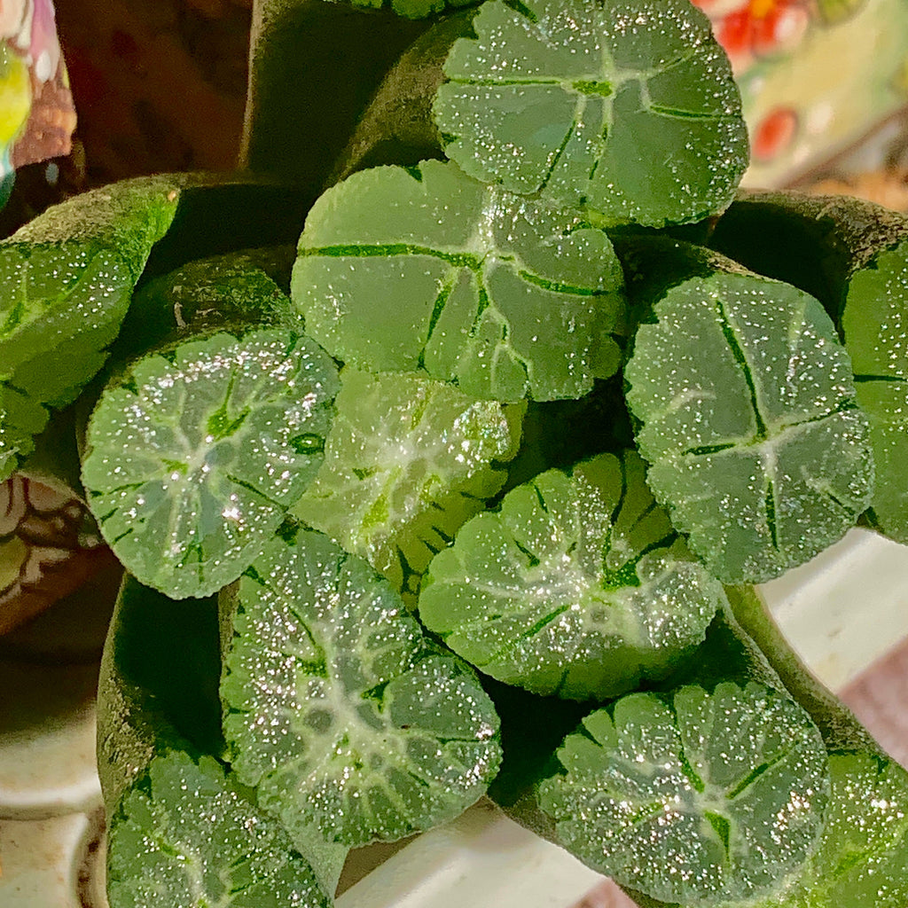 Haworthia maughanii