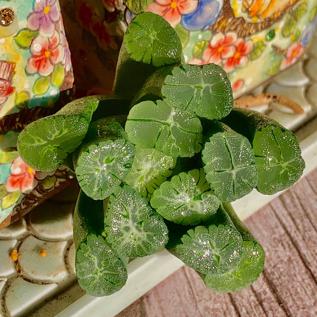 Haworthia maughanii