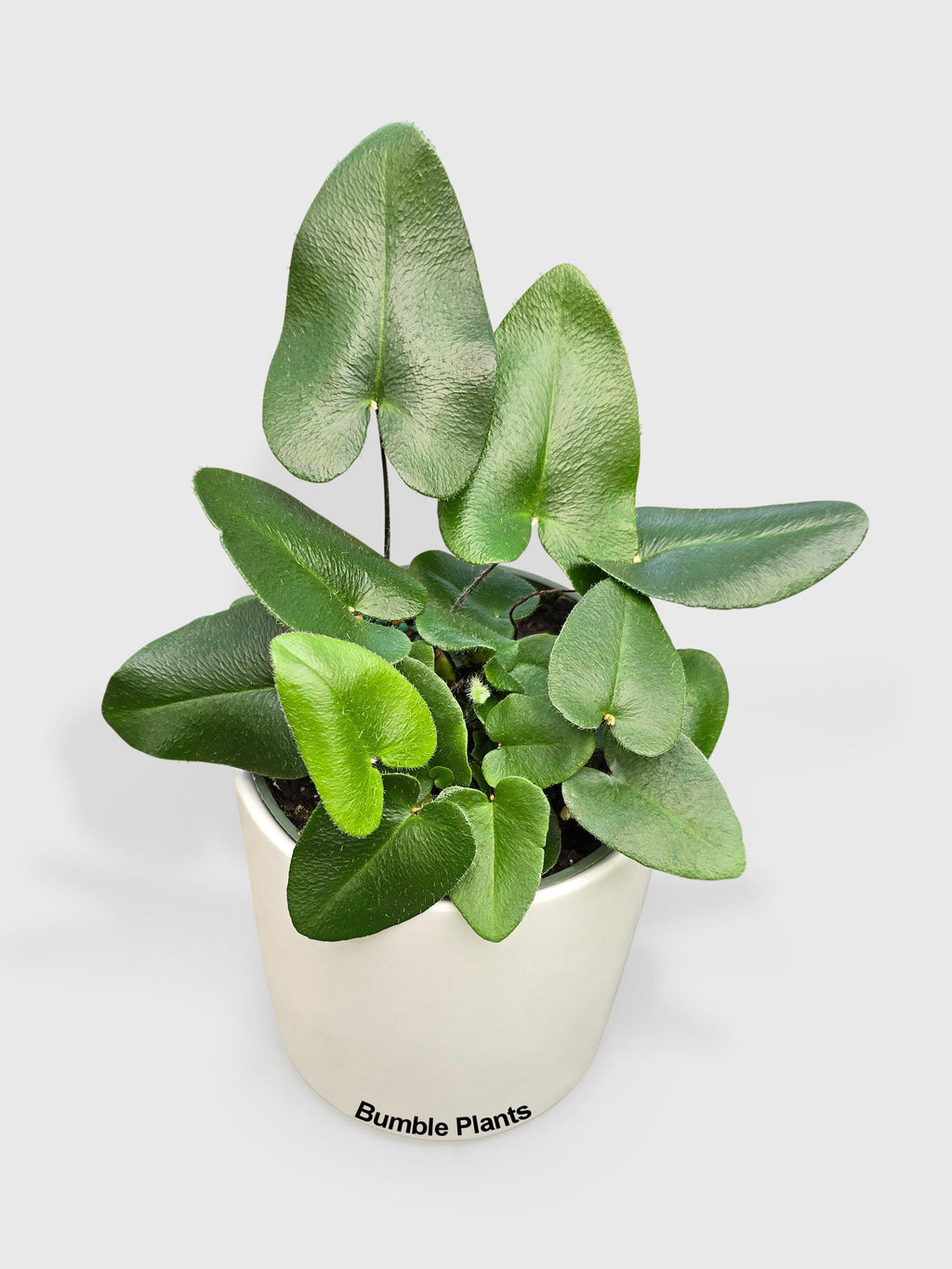 Heart Love Fern 'Kangaroo Foot'