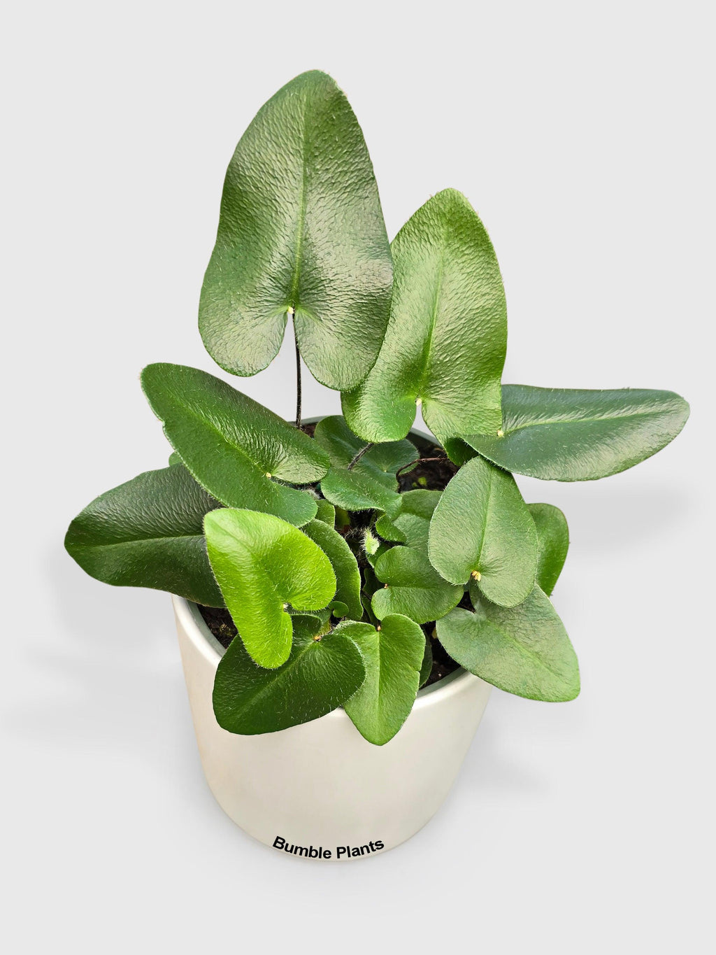 Heart Love Fern 'Kangaroo Foot'