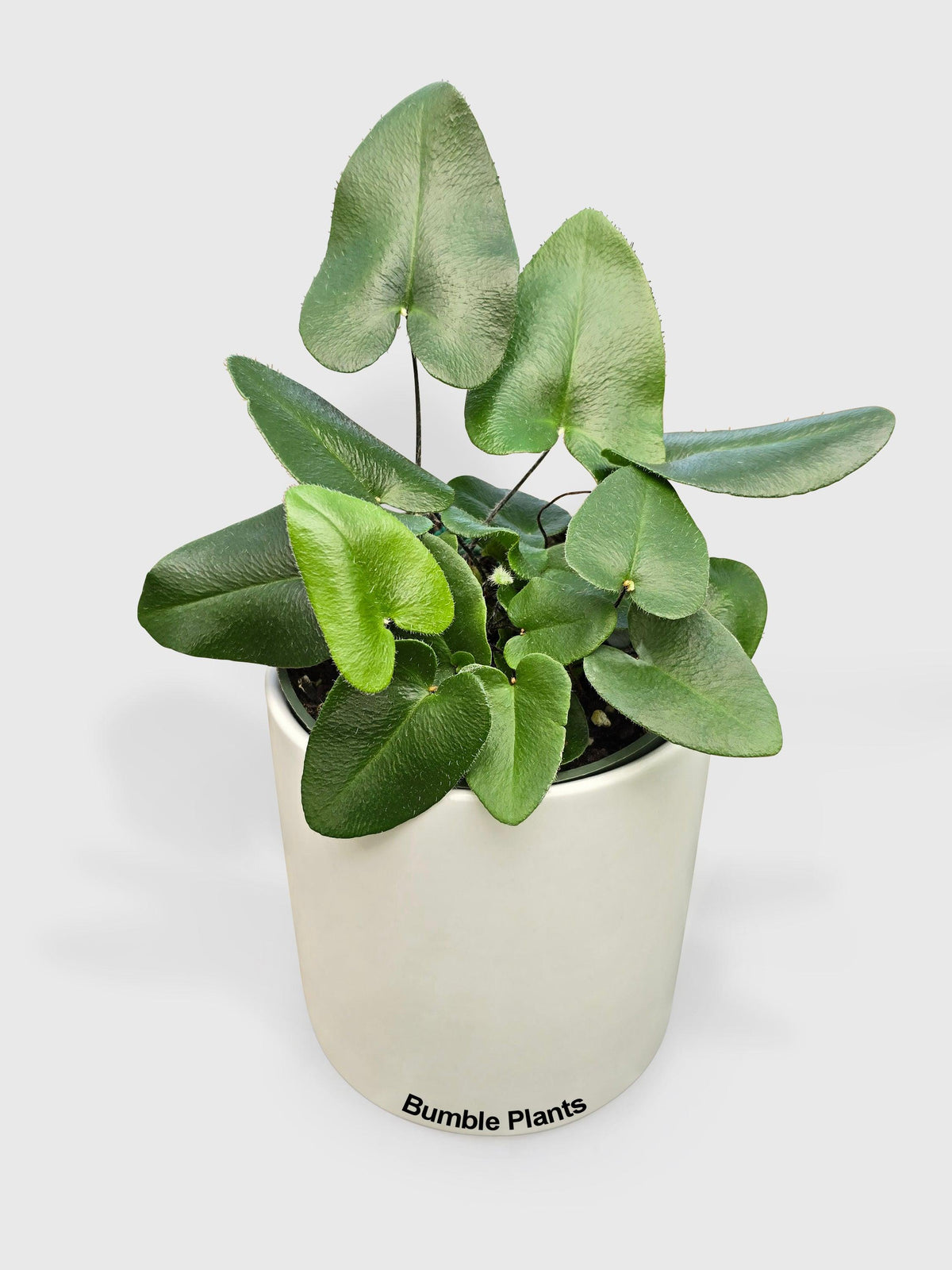 Heart Love Fern 'Kangaroo Foot'