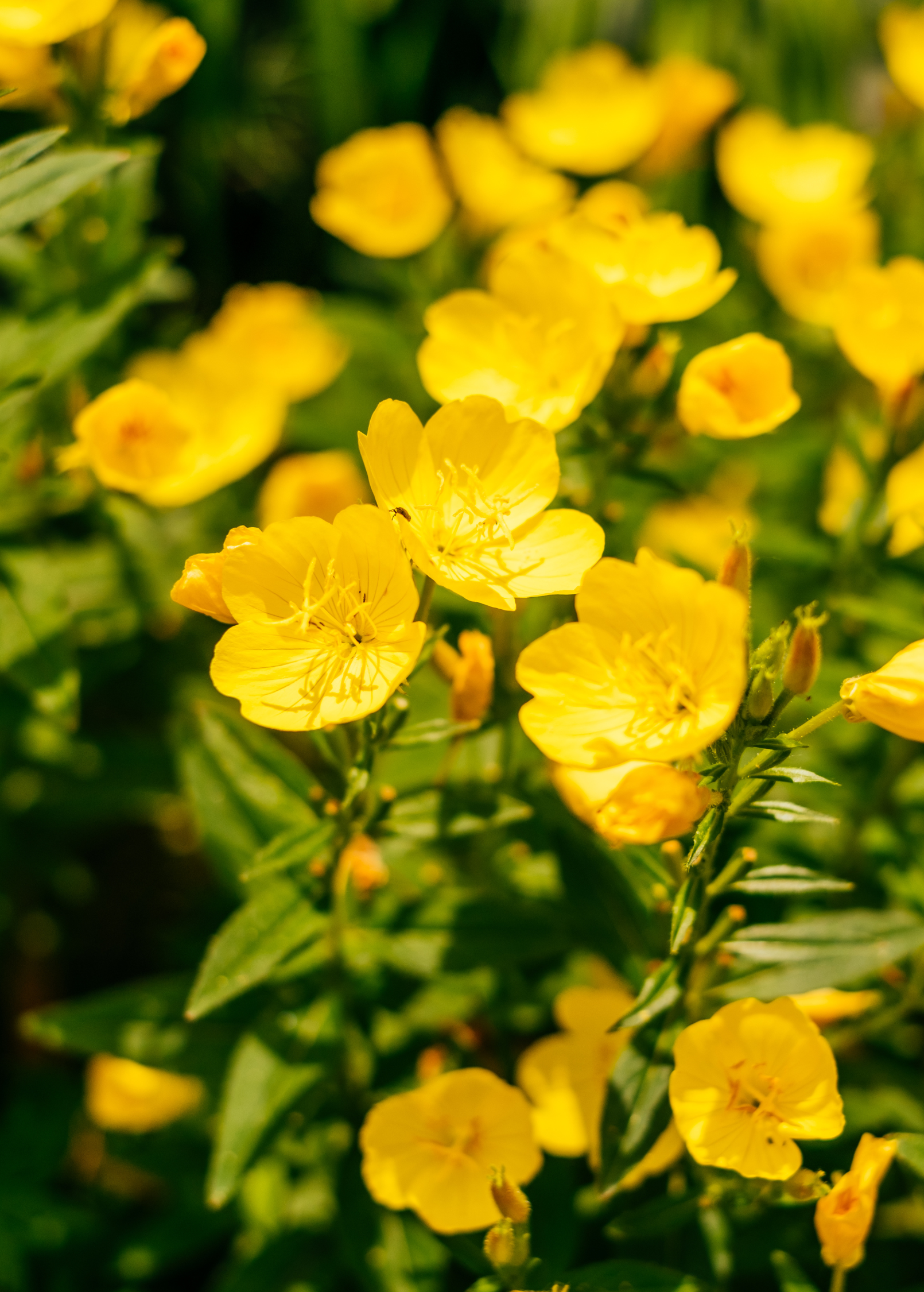 Evening Primrose (Oenothera biennis)