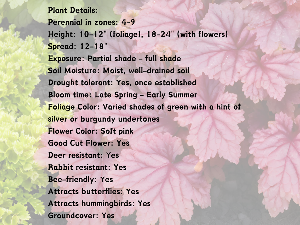 Heuchera 'Chatterbox'