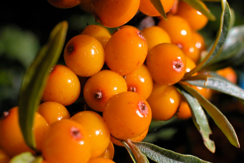 100 SEABERRY Sea Buckthorn Elaeagnus Hippophae Rhamnoides Orange Berry Fruit Shrub Yellow Flower Silver Foliage Seeds