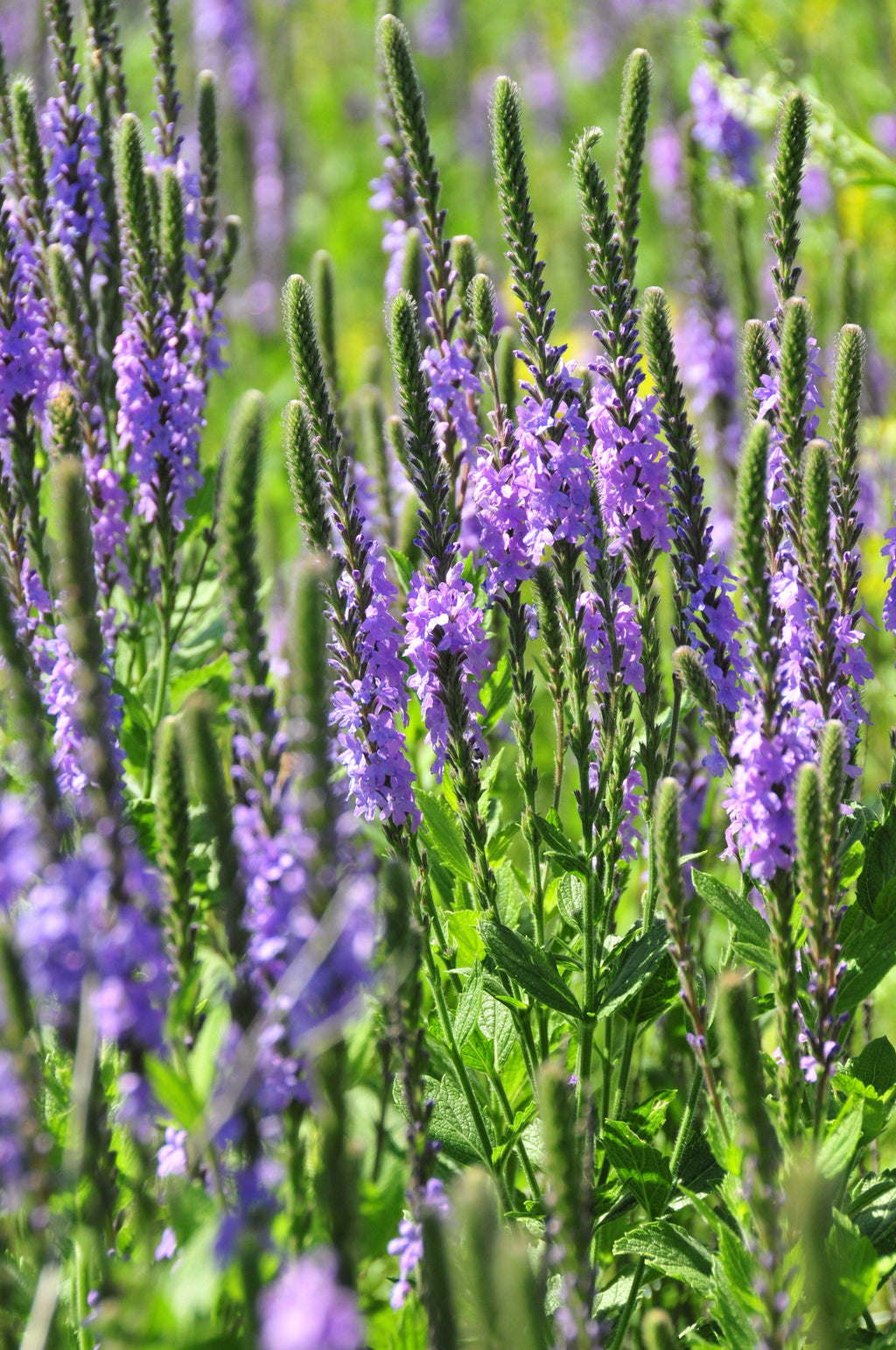 500 Purple HOARY VERVAIN Verbena Stricta Flower Seeds