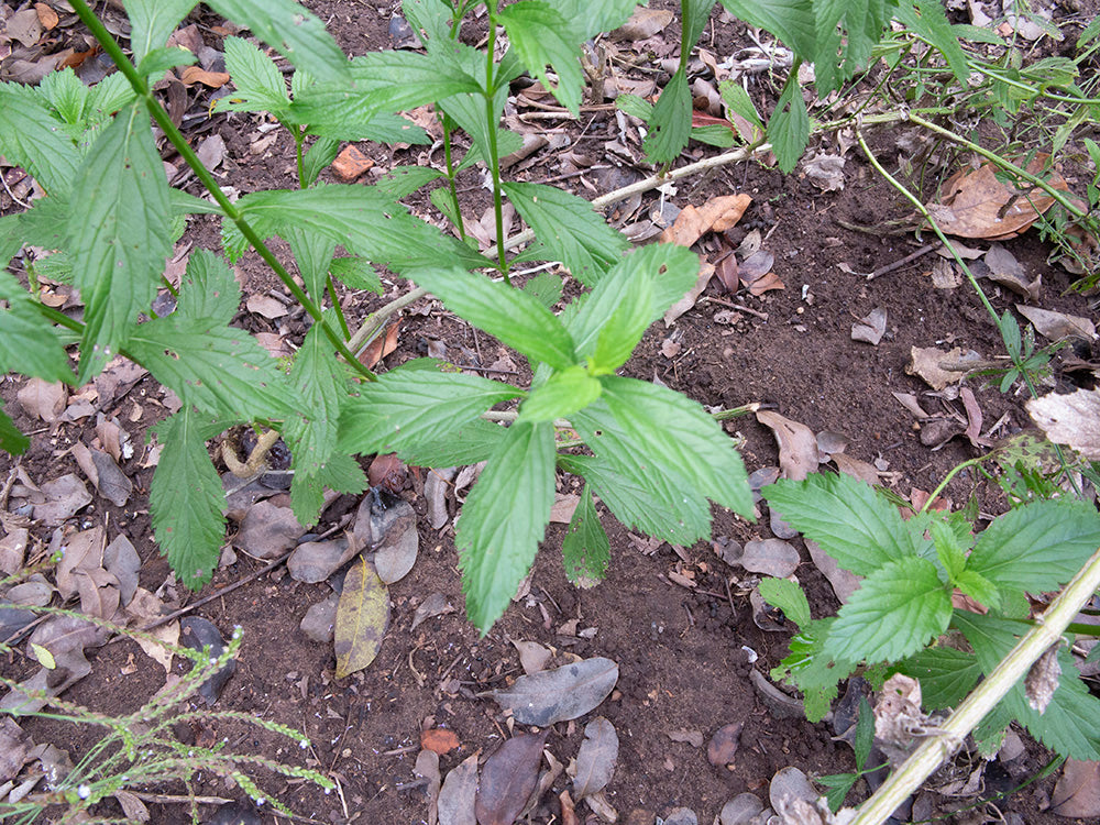 100 True Vervain Seeds - Verbena officinalis Seeds