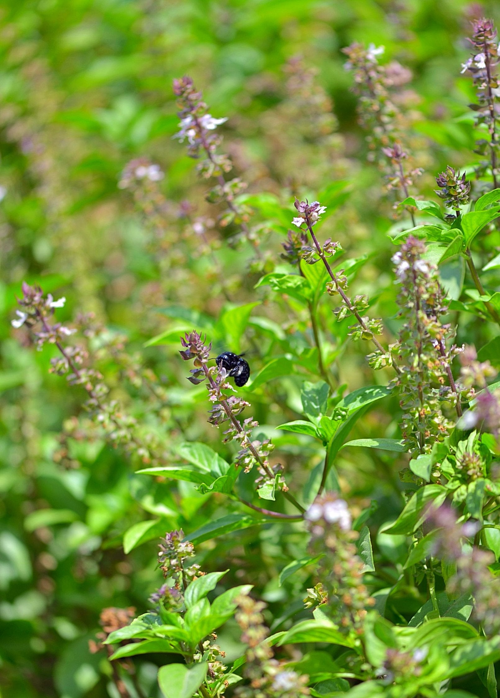 Tulis Rama Rama Tulsi 'Rama' (Ocimum sanctum) – Nate's Garden Supply