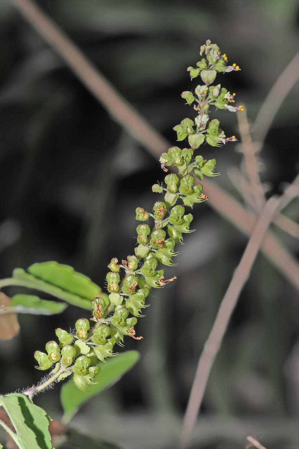 1000 Green Sacred Basil - Ocimum tenuiflorum Seeds