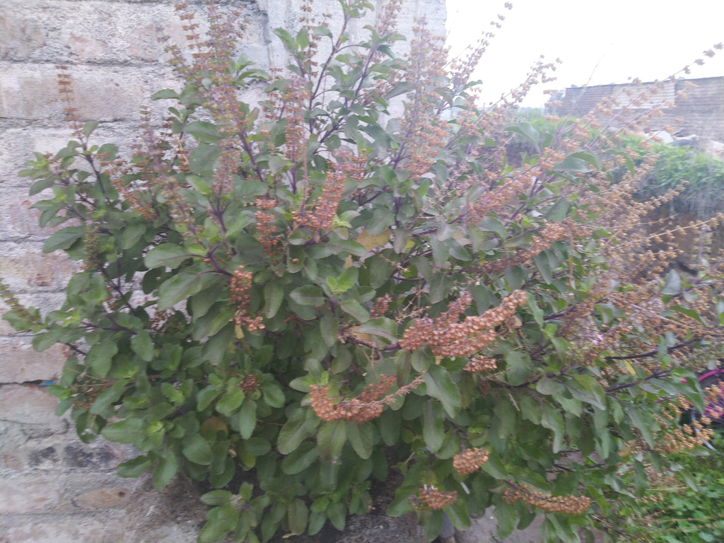 1000 Green Sacred Basil - Ocimum tenuiflorum Seeds