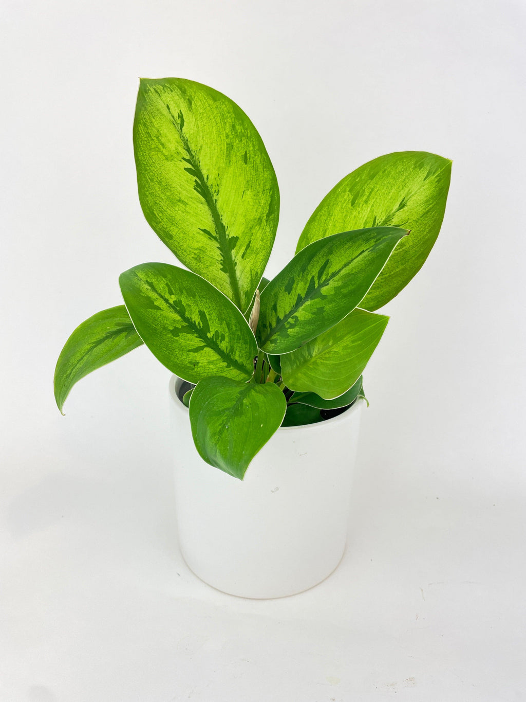 Homalomena Selby Hybrid