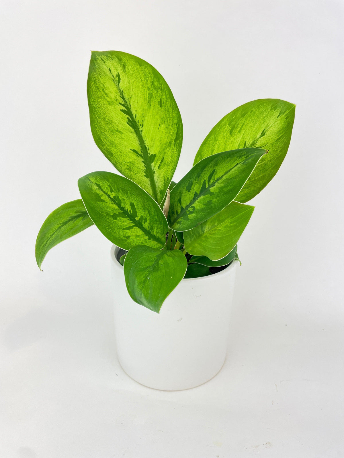 Homalomena Selby Hybrid
