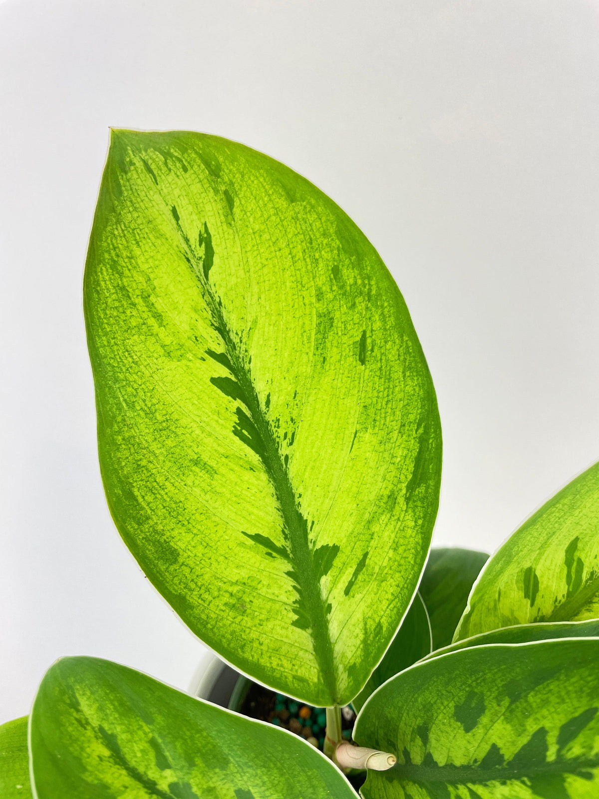 Homalomena Selby Hybrid