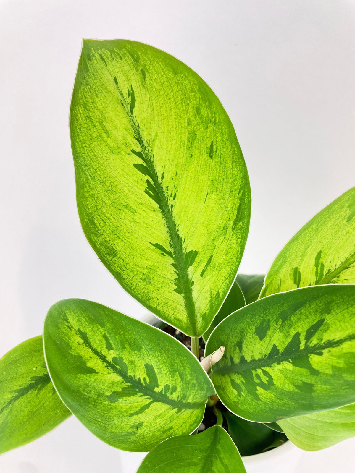 Homalomena Selby Hybrid