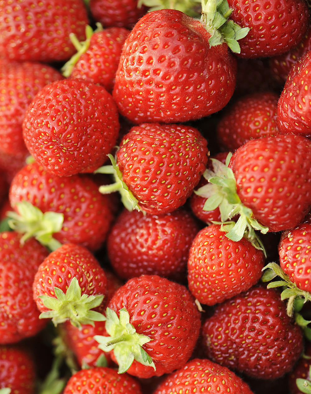 Honeoye Junebearer Strawberry - 20 root divisions