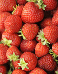 Honeoye Junebearer Strawberry - 20 root divisions
