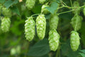 25 COMMON HOPS European Humulus Lupulus Vine Seeds Beer Making Ingredient Seeds