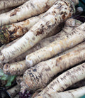 Horseradish - 3 cuttings