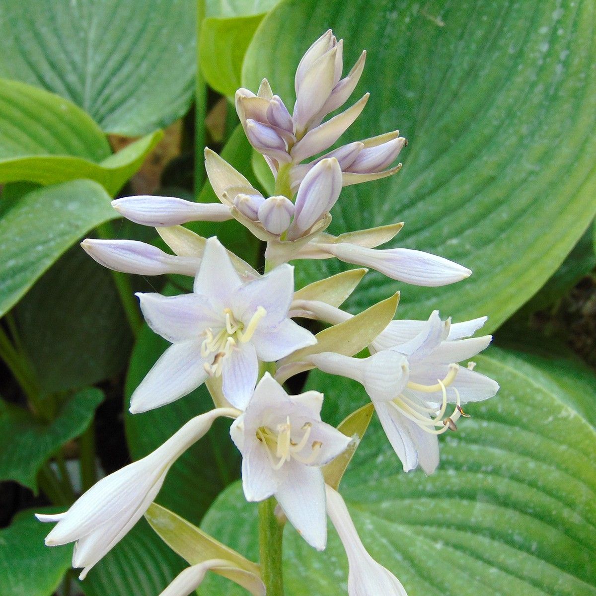 Hosta 'Empress Wu'