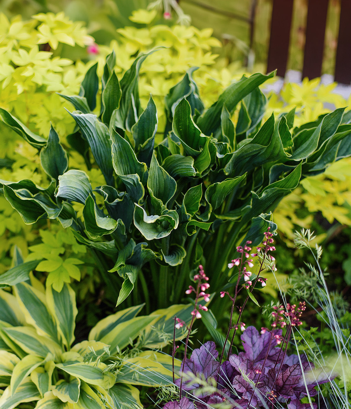 Praying Hands Hosta - 3 root divisions