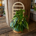 Plant Trellis - Arch